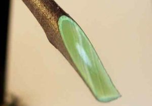 Guide complet de la greffe de pommier fendu pour débutants