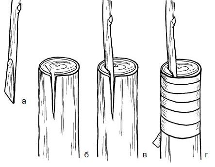 Guide complet de la greffe de pommier fendu pour débutants