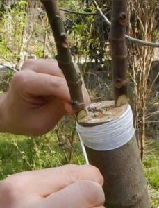 Méthodes de greffage des arbres fruitiers au printemps : choisir la méthode optimale