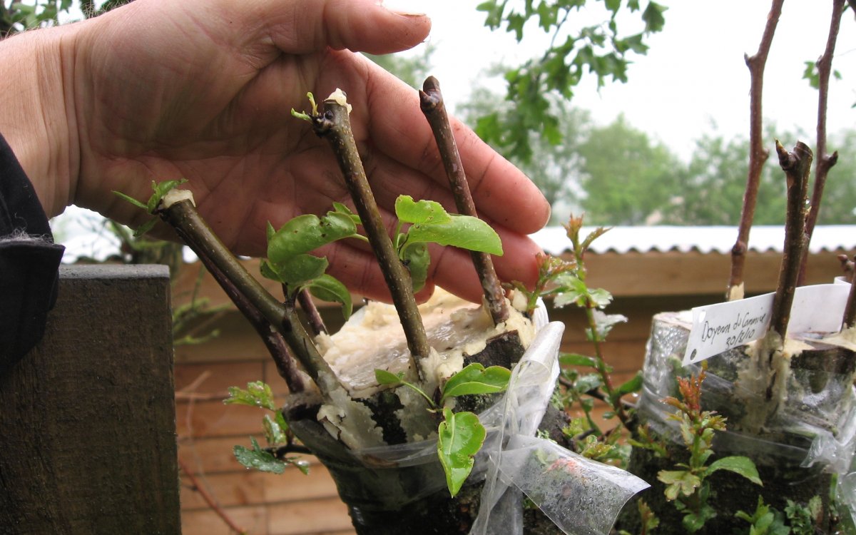 Guide complet de la greffe de pommier fendu pour débutants