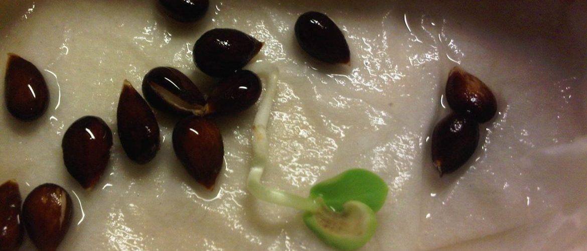 trempage des graines