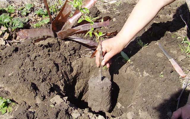 Faites-le vous-même : comment faire pousser un pommier à partir d’une graine