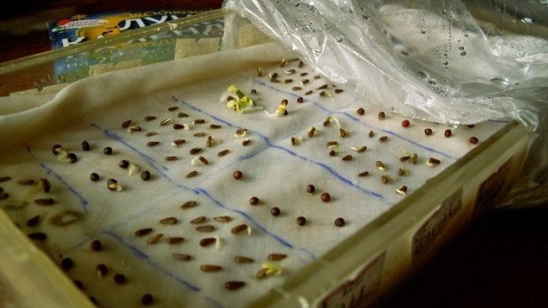 germination et entretien des semences