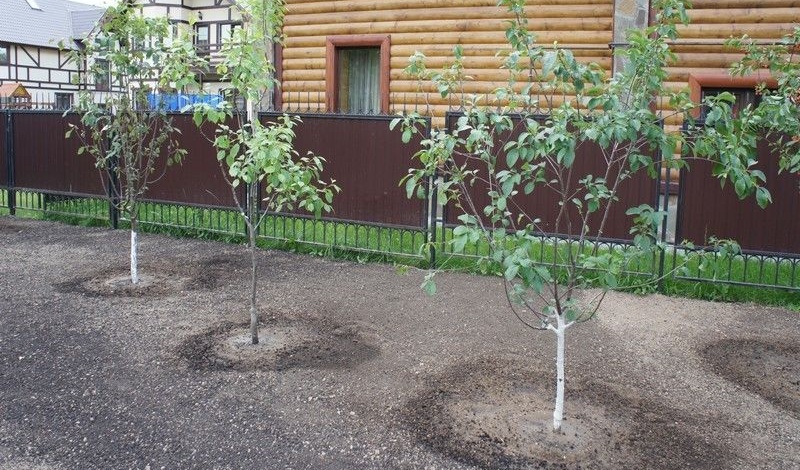 Faites-le vous-même : comment faire pousser un pommier à partir d’une graine