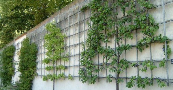 Règles de formation de la cime et de taille des branches des pommiers