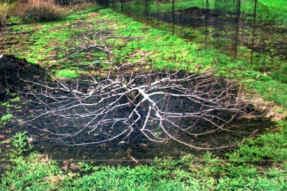 Règles de formation de la cime et de taille des branches des pommiers