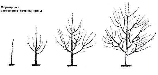 Règles de formation de la cime et de taille des branches des pommiers