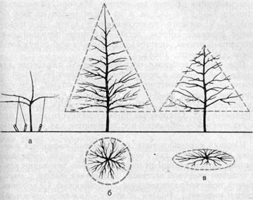 Règles de formation de la cime et de taille des branches des pommiers