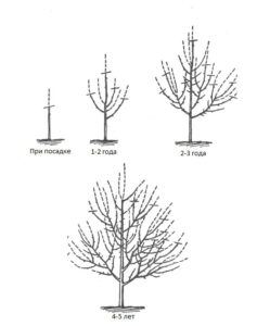 Règles de formation de la cime et de taille des branches des pommiers