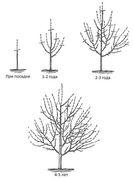 Taille des jeunes pommiers au printemps et en automne : conseils pour les jardiniers débutants