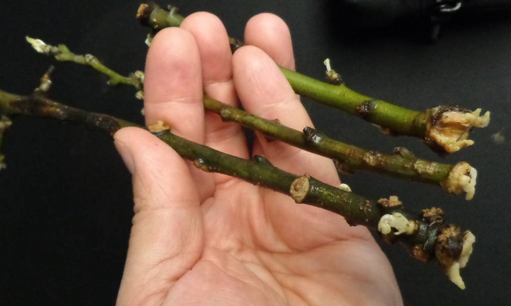 Apple tree cuttings: harvesting, rooting, or grafting