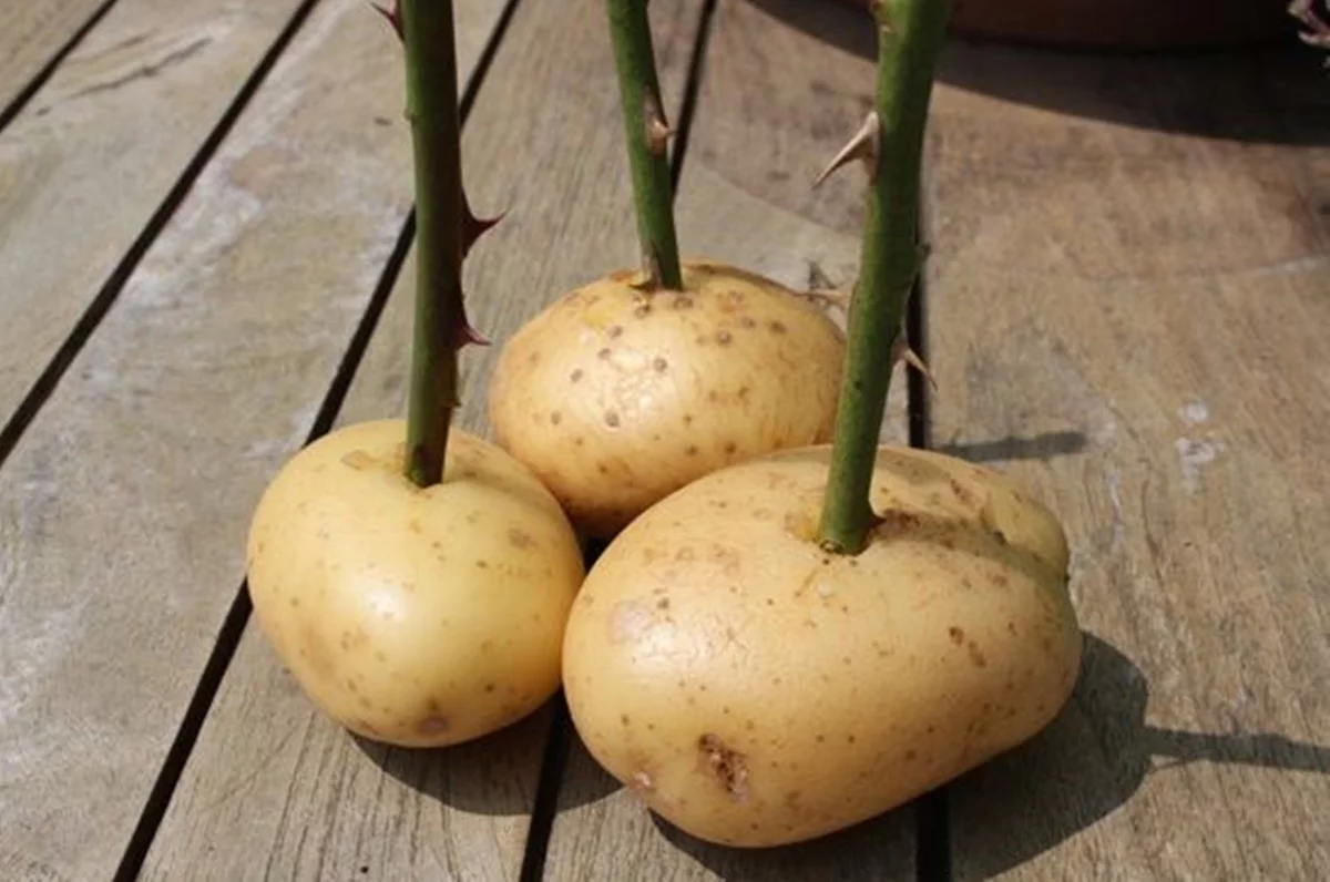 Apple tree cuttings: harvesting, rooting, or grafting