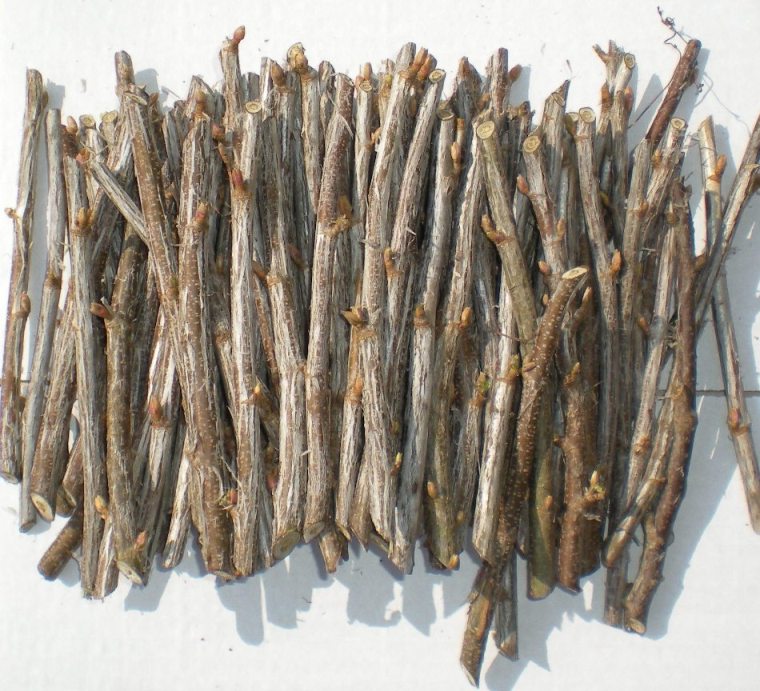 Apple tree cuttings: harvesting, rooting, or grafting