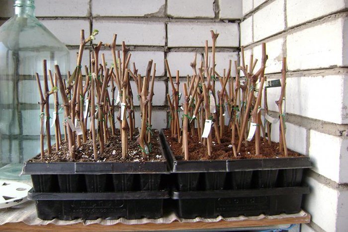 Apple tree cuttings: harvesting, rooting, or grafting