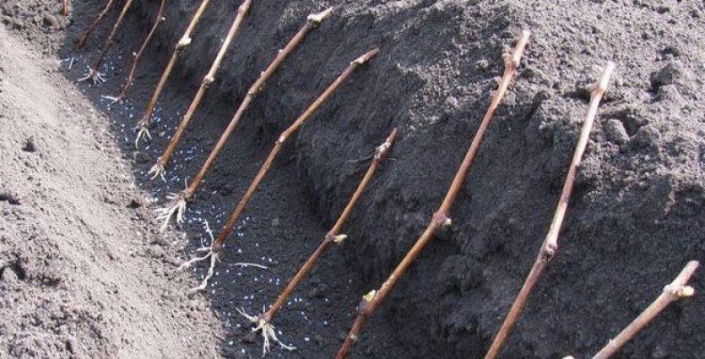 Apple tree cuttings: harvesting, rooting, or grafting