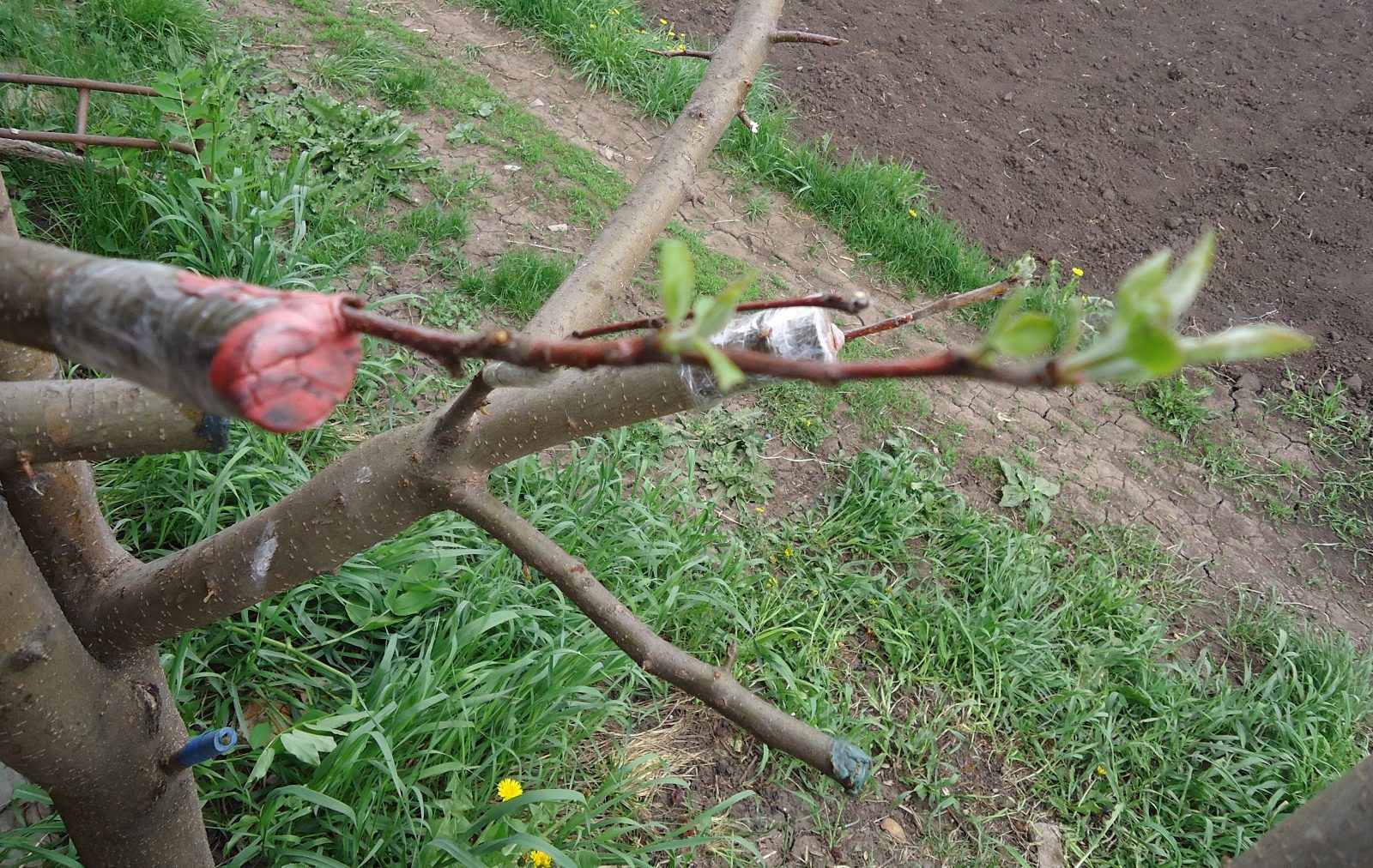 Apple tree cuttings: harvesting, rooting, or grafting