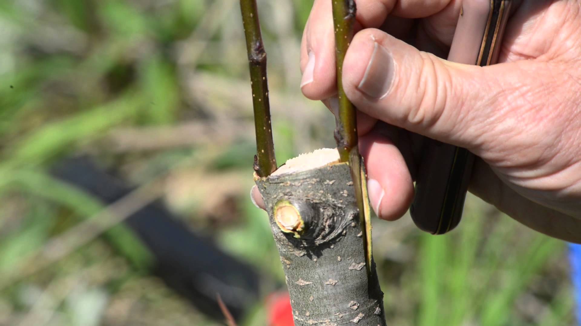 Apple tree cuttings: harvesting, rooting, or grafting