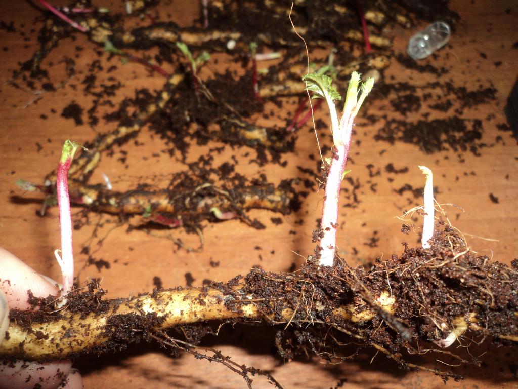 Apple tree cuttings: harvesting, rooting, or grafting