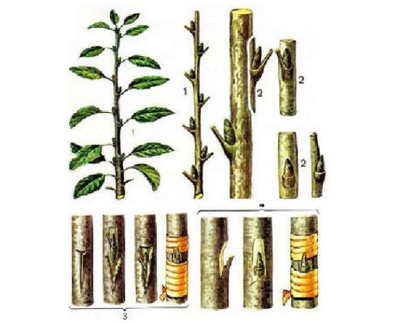 Greffage de pommiers au printemps pour débutants : méthodes, période, instructions étape par étape