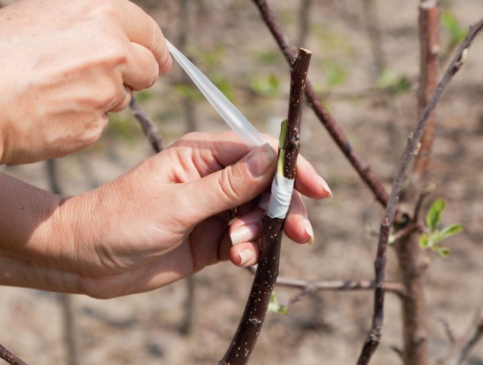 Greffage de pommiers au printemps pour débutants : méthodes, période, instructions étape par étape