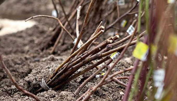Greffage de pommiers au printemps pour débutants : méthodes, période, instructions étape par étape