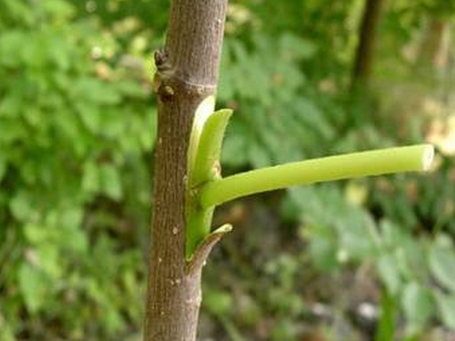 vaccination dans les fesses