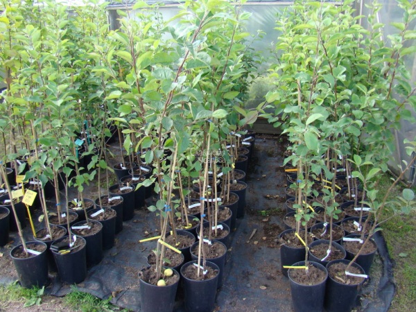 Planter un pommier en pleine terre au printemps : instructions étape par étape sur quand et comment planter les jeunes plants