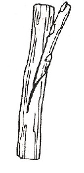 Guide complet de la greffe de pommier fendu pour débutants