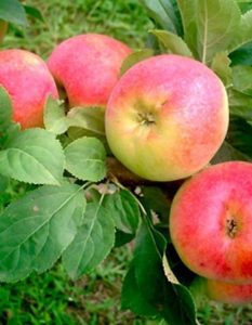 Pommier Korobovka : caractéristiques de la variété et entretien