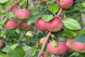 Pommier Sokovoe : caractéristiques de la variété et entretien