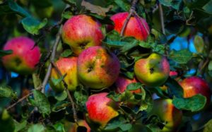 Pommier Bessemyanka Michurinskaya : caractéristiques de la variété et entretien