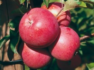 Pommier Cortland : caractéristiques de la variété et entretien