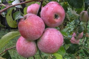Pommier « Mémoire du guerrier » : caractéristiques de la variété et entretien