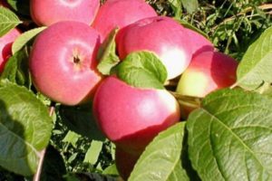 Pommier Bayana : caractéristiques de la variété et entretien