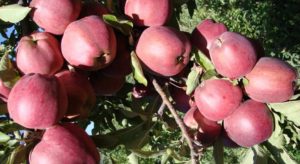 Pommier Starkrimson : caractéristiques de la variété et entretien