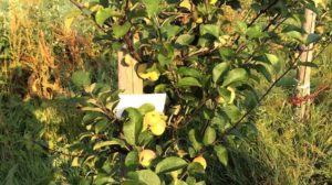 Pommier Korobovka : caractéristiques de la variété et entretien