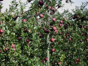 Pommier Geromini : caractéristiques de la variété et entretien