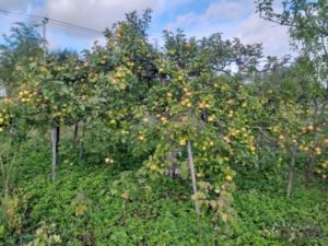 Pommier Baltika : caractéristiques de la variété et entretien