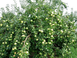 Pommier Slavyanka : caractéristiques de la variété et entretien