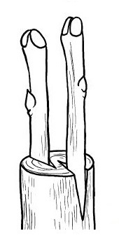 Guide complet de la greffe de pommier fendu pour débutants