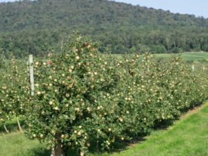 Pommier Papiroyantarnoye : caractéristiques de la variété et entretien