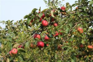 Pommier « Mémoire du guerrier » : caractéristiques de la variété et entretien