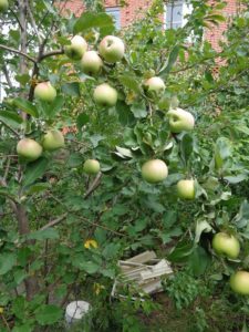 Pommier d'avril : caractéristiques de la variété et entretien