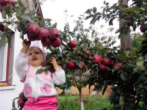 Pommier Starkrimson : caractéristiques de la variété et entretien