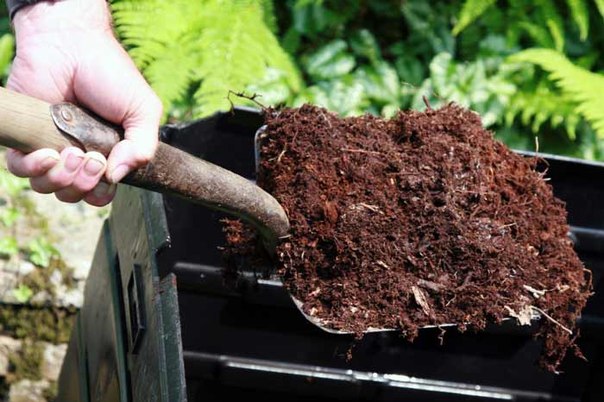 Planter un pommier en pleine terre au printemps : instructions étape par étape sur quand et comment planter les jeunes plants