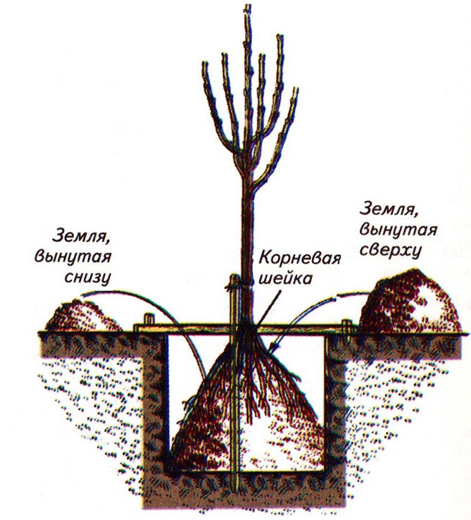 Planter un pommier en pleine terre au printemps : instructions étape par étape sur quand et comment planter les jeunes plants
