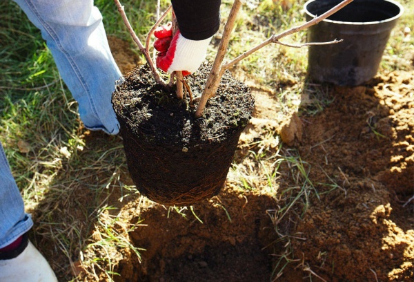 Planter un pommier en pleine terre au printemps : instructions étape par étape sur quand et comment planter les jeunes plants