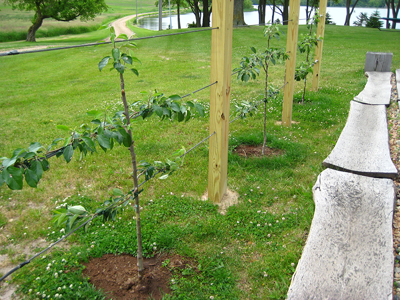 Fabriquer soi-même des supports pour pommiers : les meilleures options pour se protéger des échardes