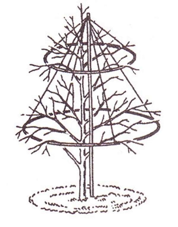 Fabriquer soi-même des supports pour pommiers : les meilleures options pour se protéger des échardes