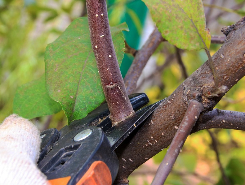 Tailler un vieux pommier : conseils pour débutants, schémas et instructions
